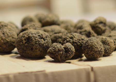 Dernieres truffes noires du Quercy Blanc